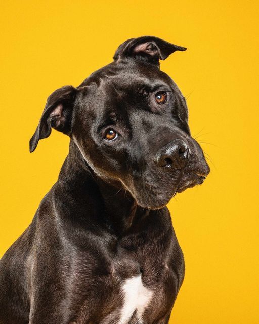 Doffe vacht bij honden: oorzaken, signalen en oplossingen