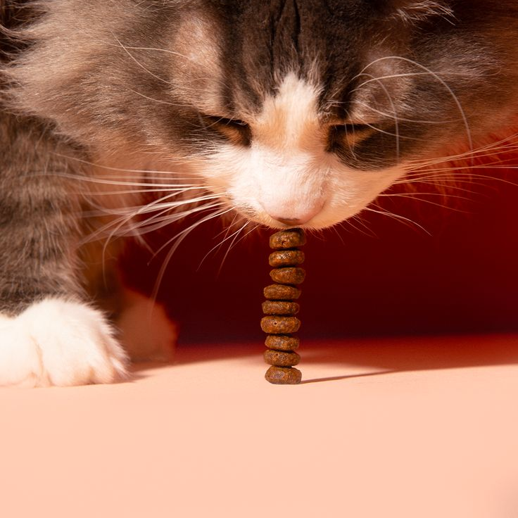 Beste probiotica voor katten: kies veilig en effectief