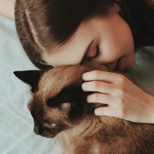 Kat plast buiten de bak: oorzaken, signalen en oplossingen