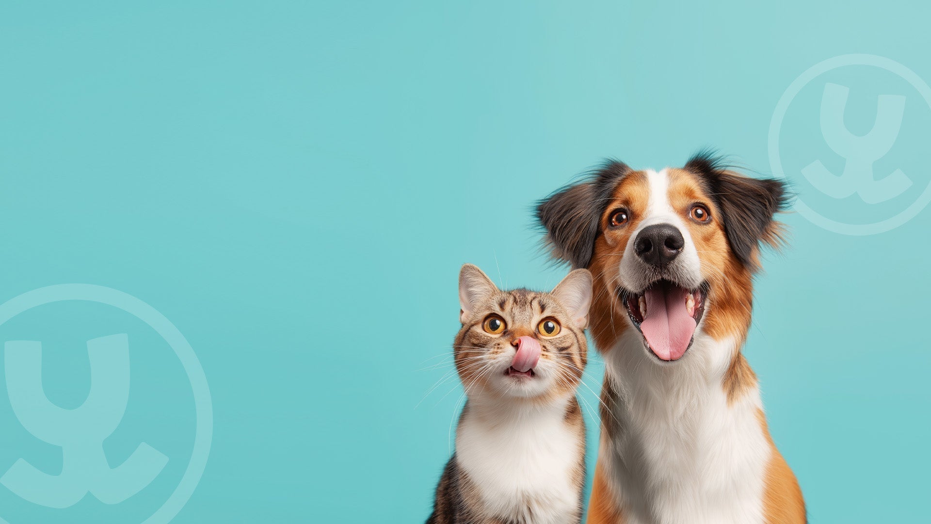 Blaasgruis hond: symptomen, voeding en alles wat je moet weten