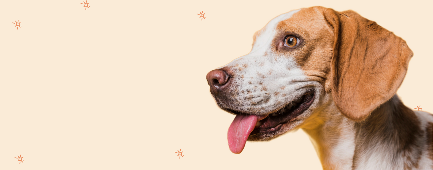Je hond heeft jeuk en krabt veel? Oorzaken, symptomen en oplossingen