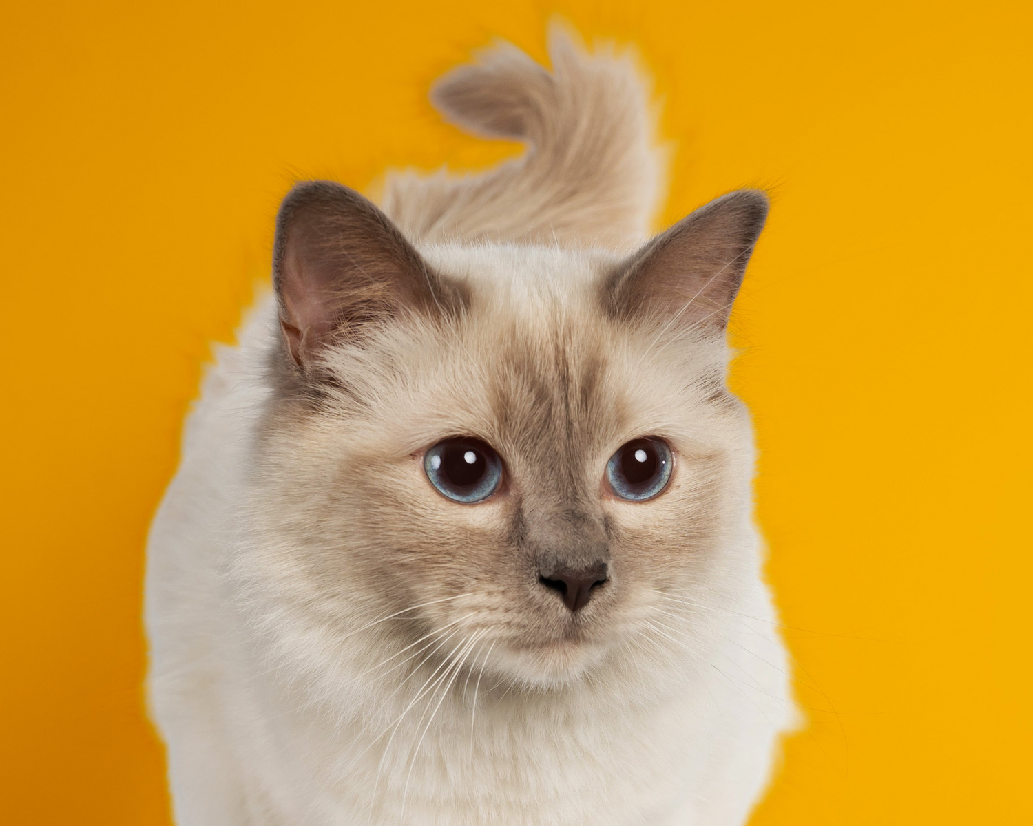 Probiotica kat: werking, wanneer geven en beste keuze