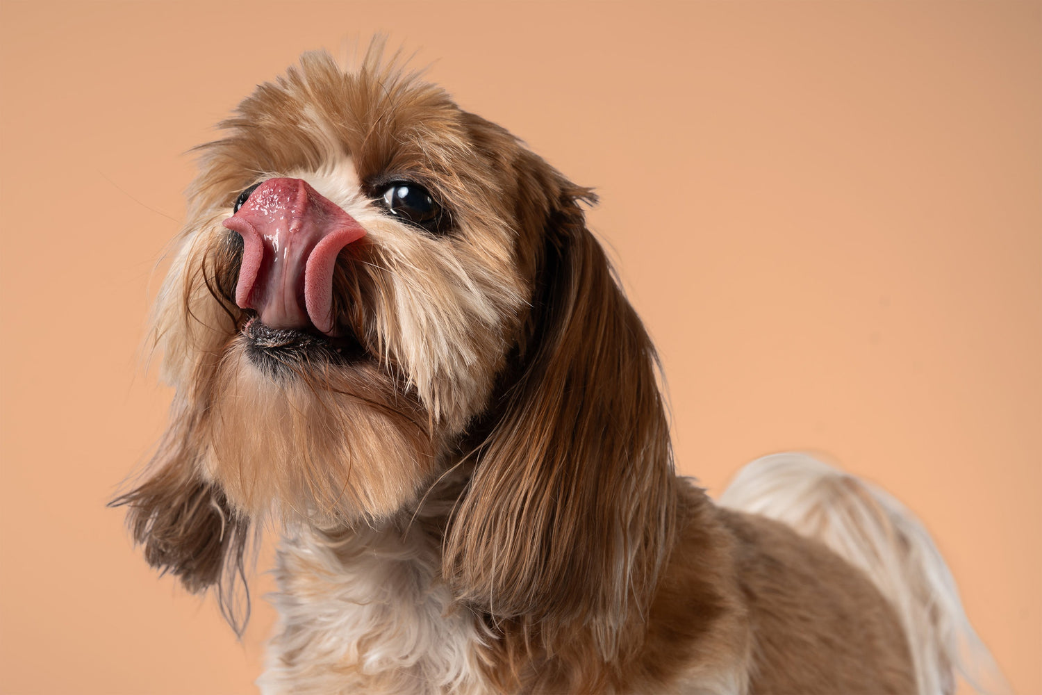 Teek verwijderen hond: veilig stappenplan en tips