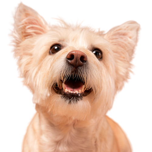 Waarom eet mijn hond poep? Oorzaken en oplossingen