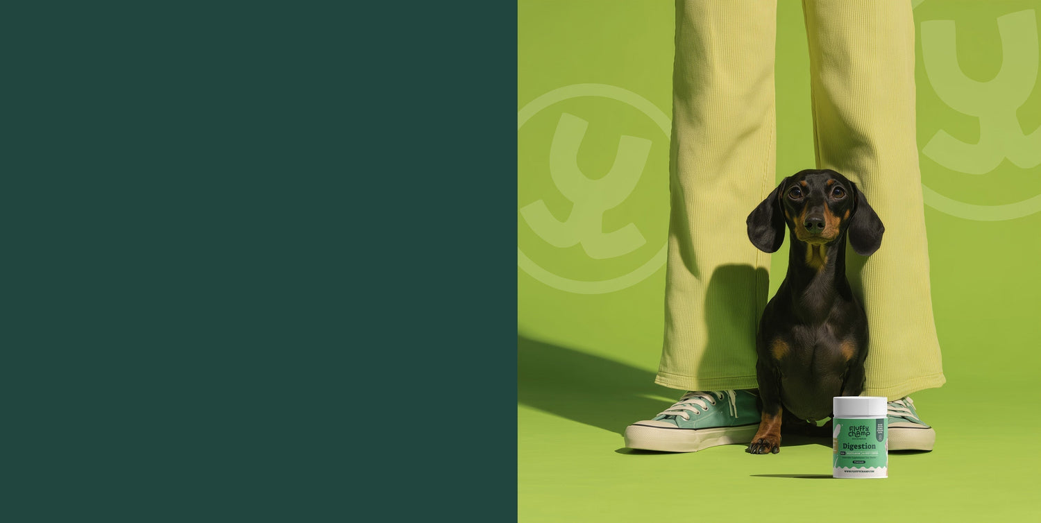 Diarree bij honden: Oorzaken, signalen en wat jij kunt doen