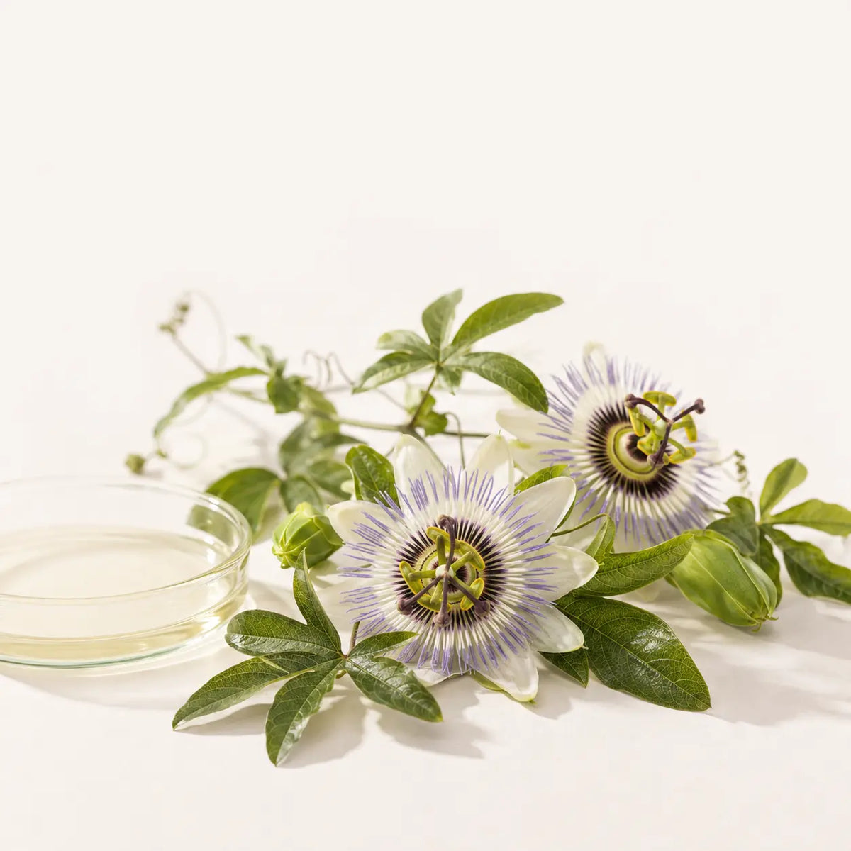 Passiebloem